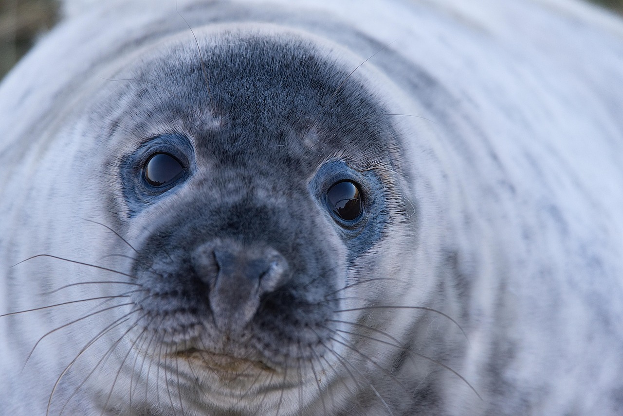 découvrez les actions et initiatives pour la protection des mammifères marins, garantissant leur conservation et la préservation de leur habitat naturel.