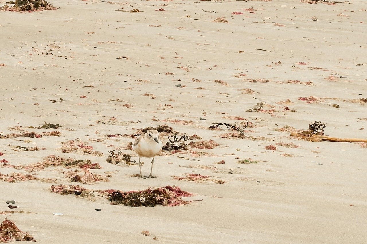 découvrez le rôle et l'importance des réserves marines pour la protection des écosystèmes marins, la préservation de la biodiversité et la gestion durable des ressources océaniques.