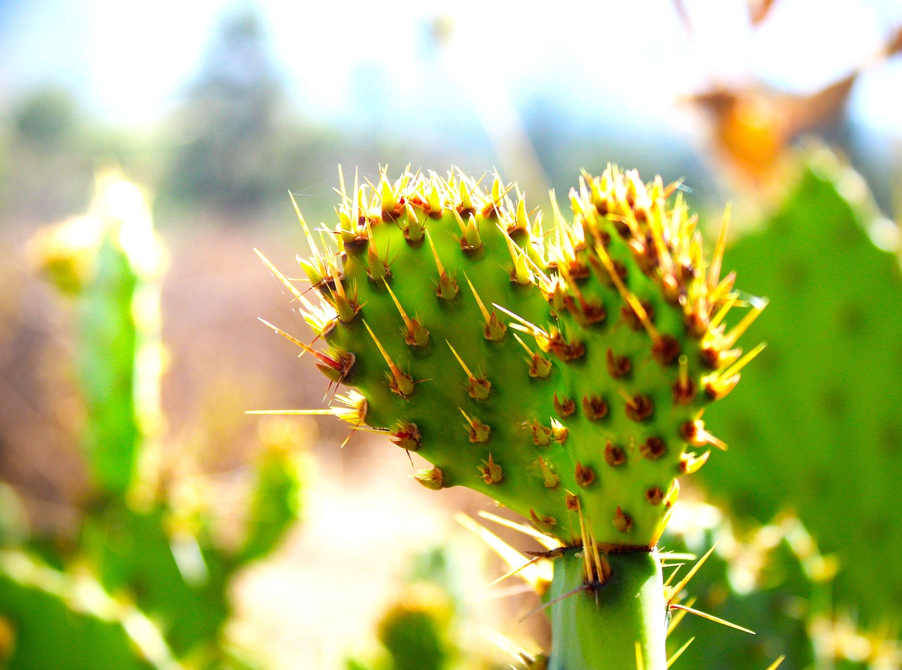 découvrez la stratégie nationale d'adaptation : un plan essentiel pour renforcer la résilience face aux changements climatiques et assurer un développement durable.