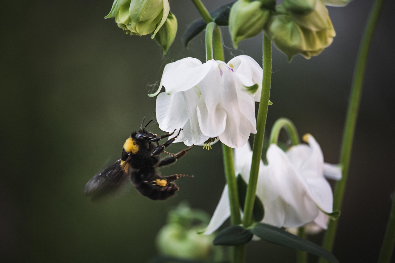 d&eacute;couvrez l'importance de la biodiversit&eacute; dans les jardins pour pr&eacute;server l'&eacute;quilibre &eacute;cologique, favoriser la faune locale et cr&eacute;er un espace naturel harmonieux.